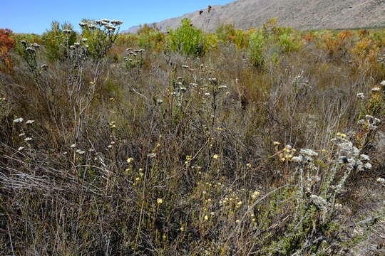 Image of Leucadendron sericeum (Thunb.) R. Br.