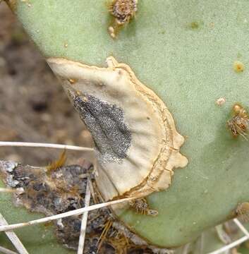 Image of Phyllosticta concava Seaver 1922