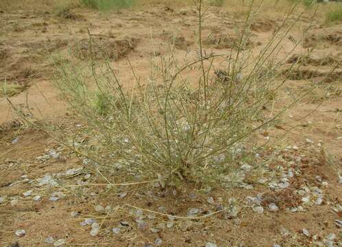 Image of Lessertia benguellensis Baker fil.