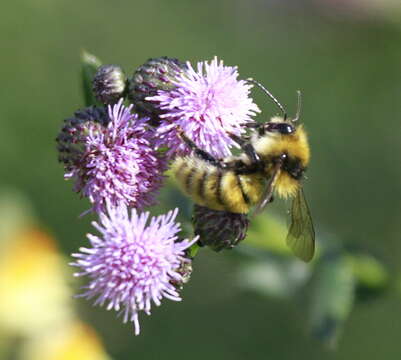 Image of Northern Yellow Bumble Bee