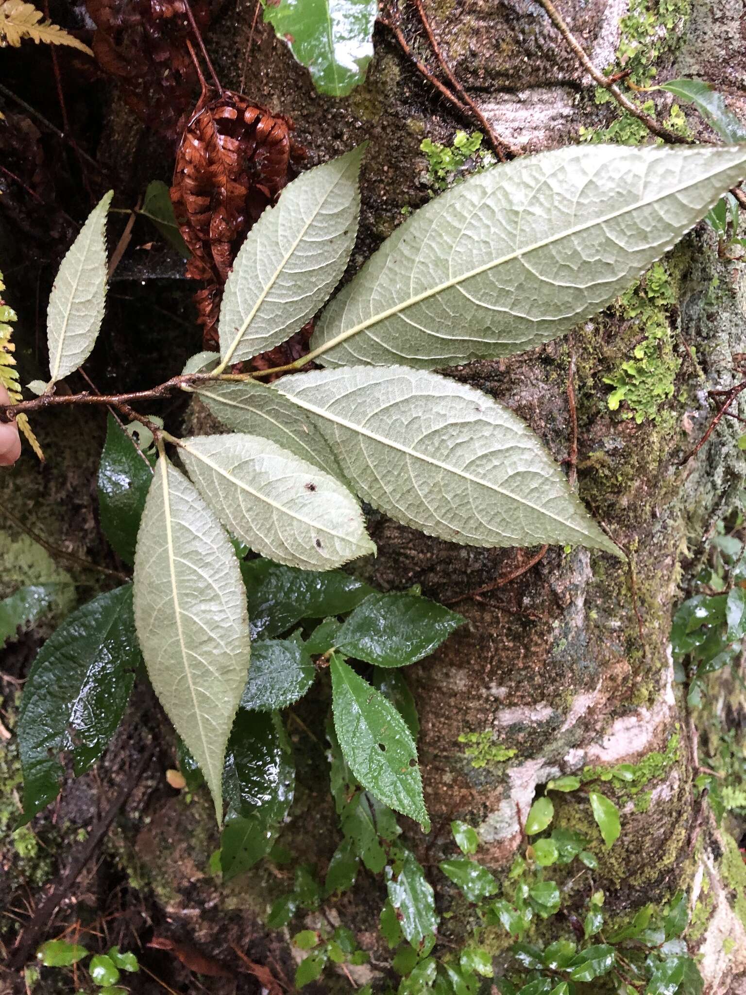 Imagem de Photinia beauverdiana C. K. Schneid.