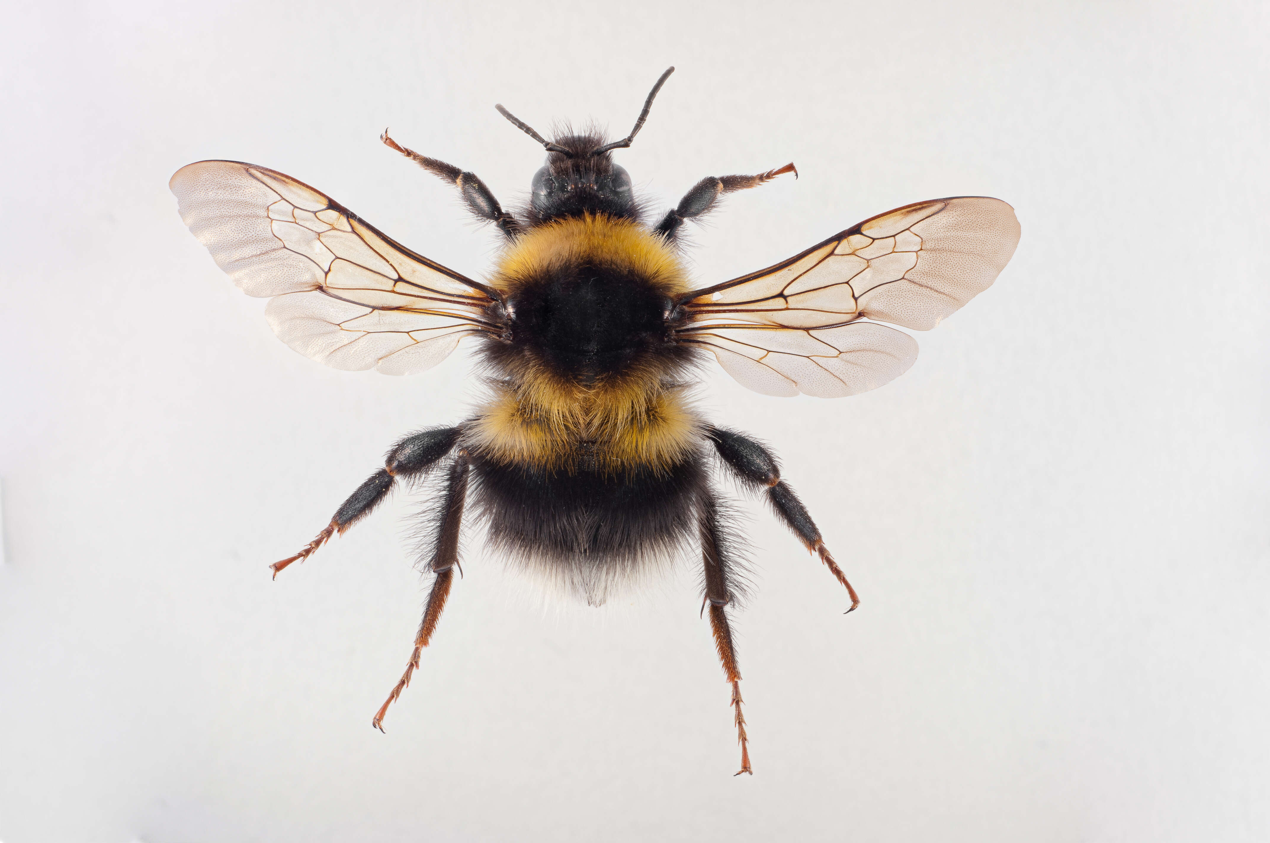 Image of Small garden bumblebee