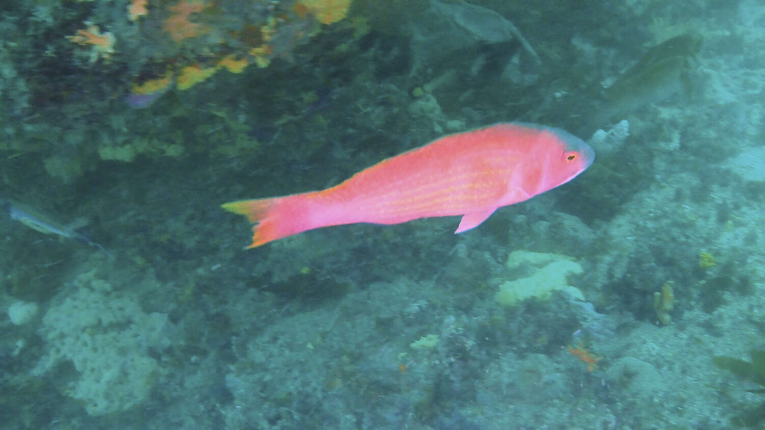 Image of Rosy parrotfish