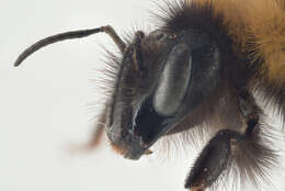 Image of Small garden bumblebee