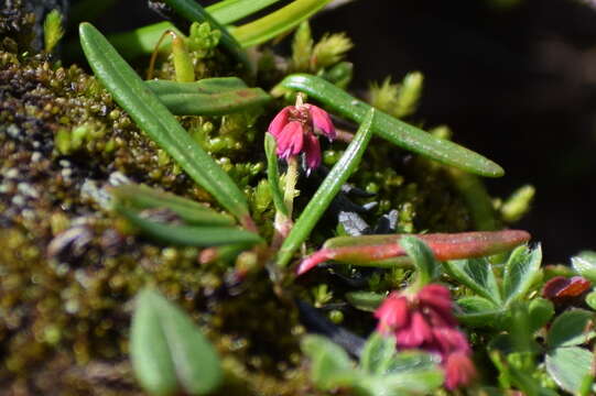 Image of Bistorta perpusilla (Hook. fil.) Greene