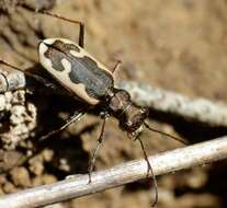 Image of Neocicindela latecincta (White 1846)