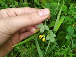 Plancia ëd Medicago platycarpa (L.) Trautv.