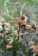 Imagem de Erica caffrorum var. caffrorum