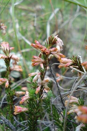 Imagem de Erica caffrorum var. caffrorum