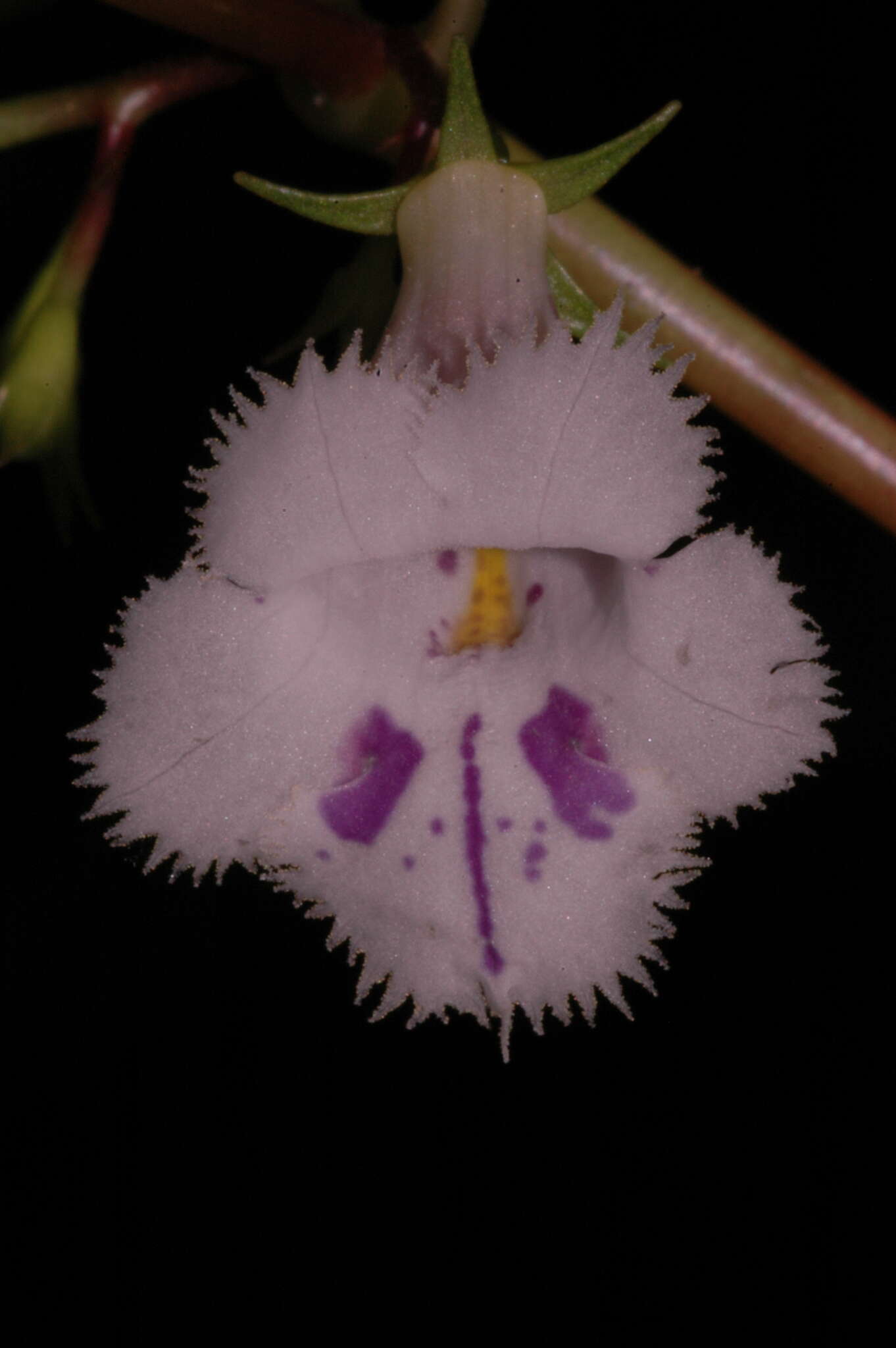 Image of Achimenes fimbriata Rose ex C. V. Morton