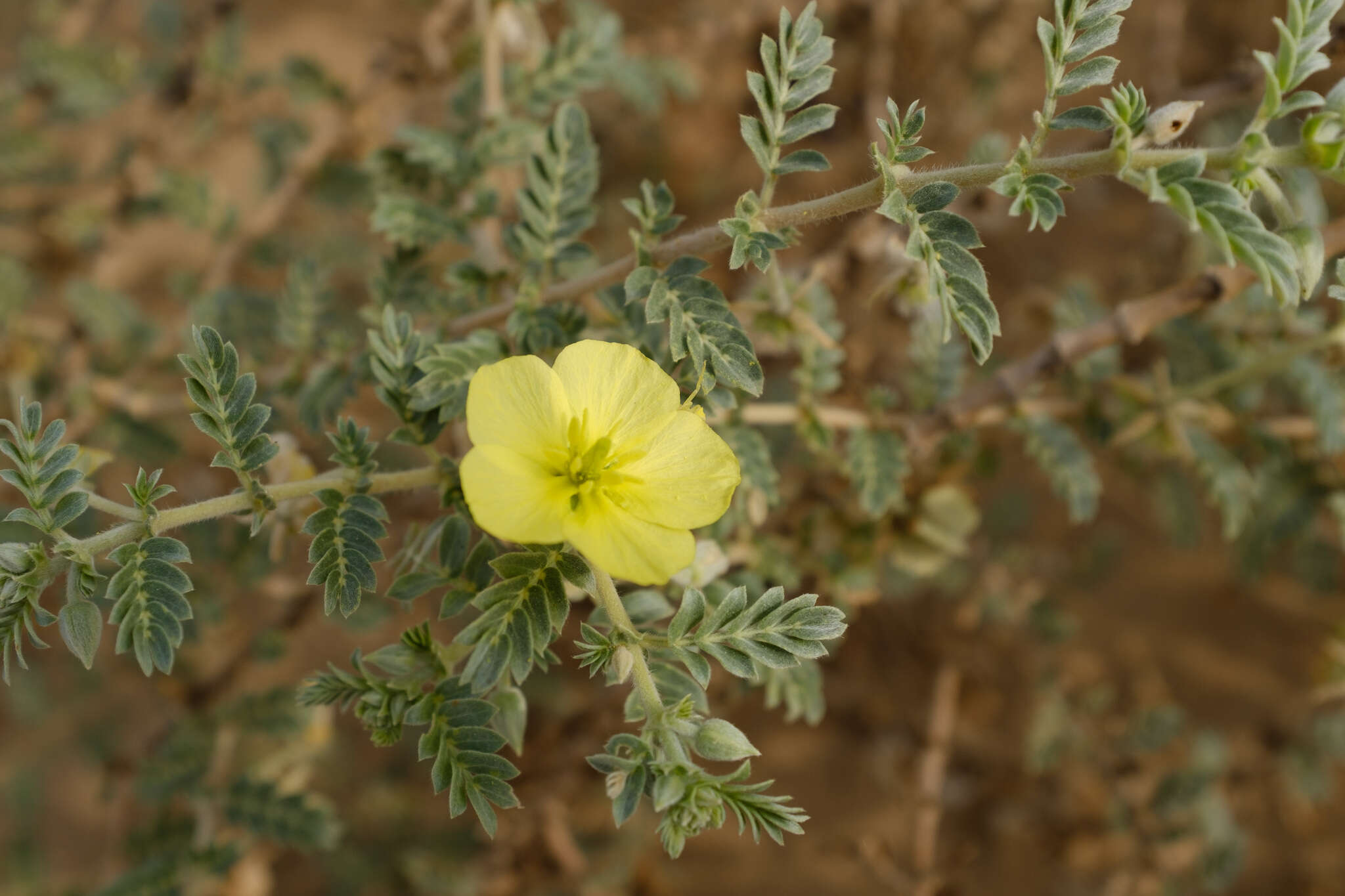 Слика од Tribulus macropterus var. arabicus (Hosni) F. Al-Hemaid & Jacob Thomas