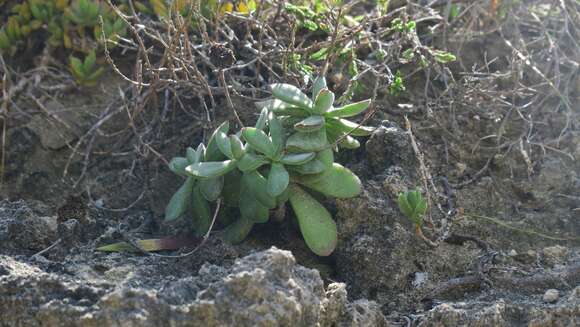 Image of Crassula pubescens subsp. pubescens