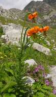 Image of Lilium albanicum Griseb.