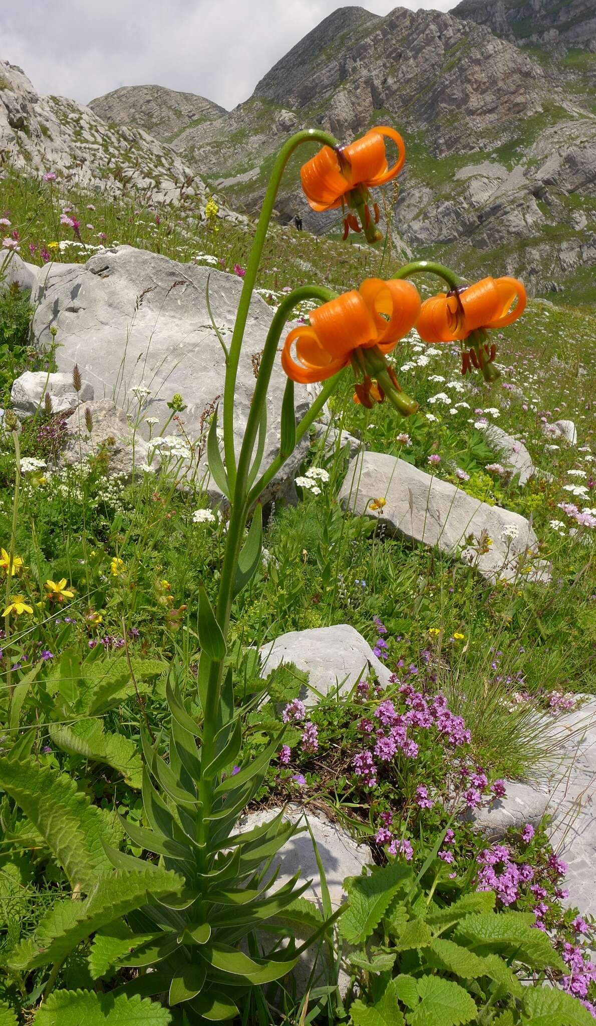 Image of Lilium albanicum Griseb.