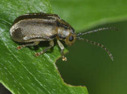 Image of Viburnum leaf beetle