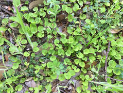 Imagem de Dichondra carolinensis Michx.