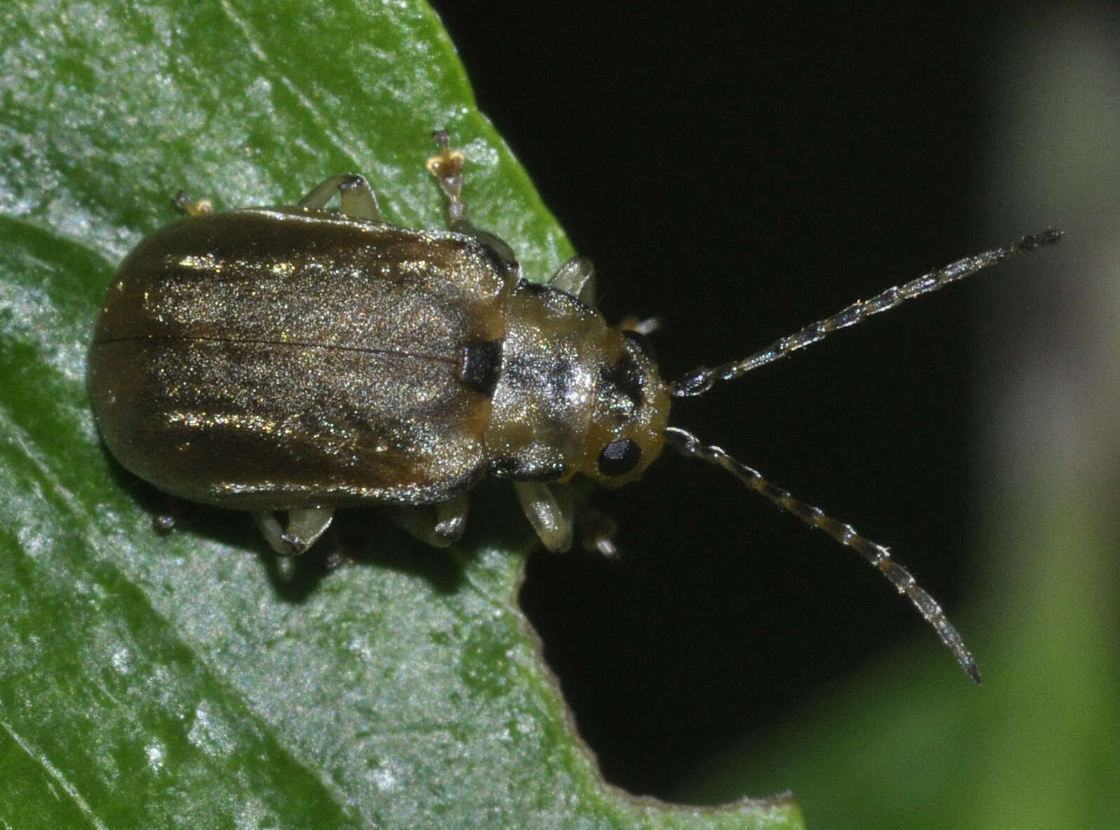 Image of Viburnum leaf beetle