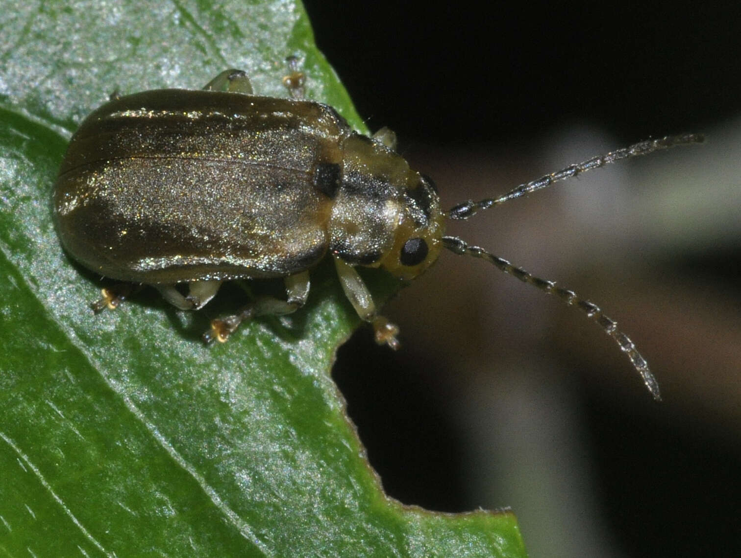 Image of Viburnum leaf beetle