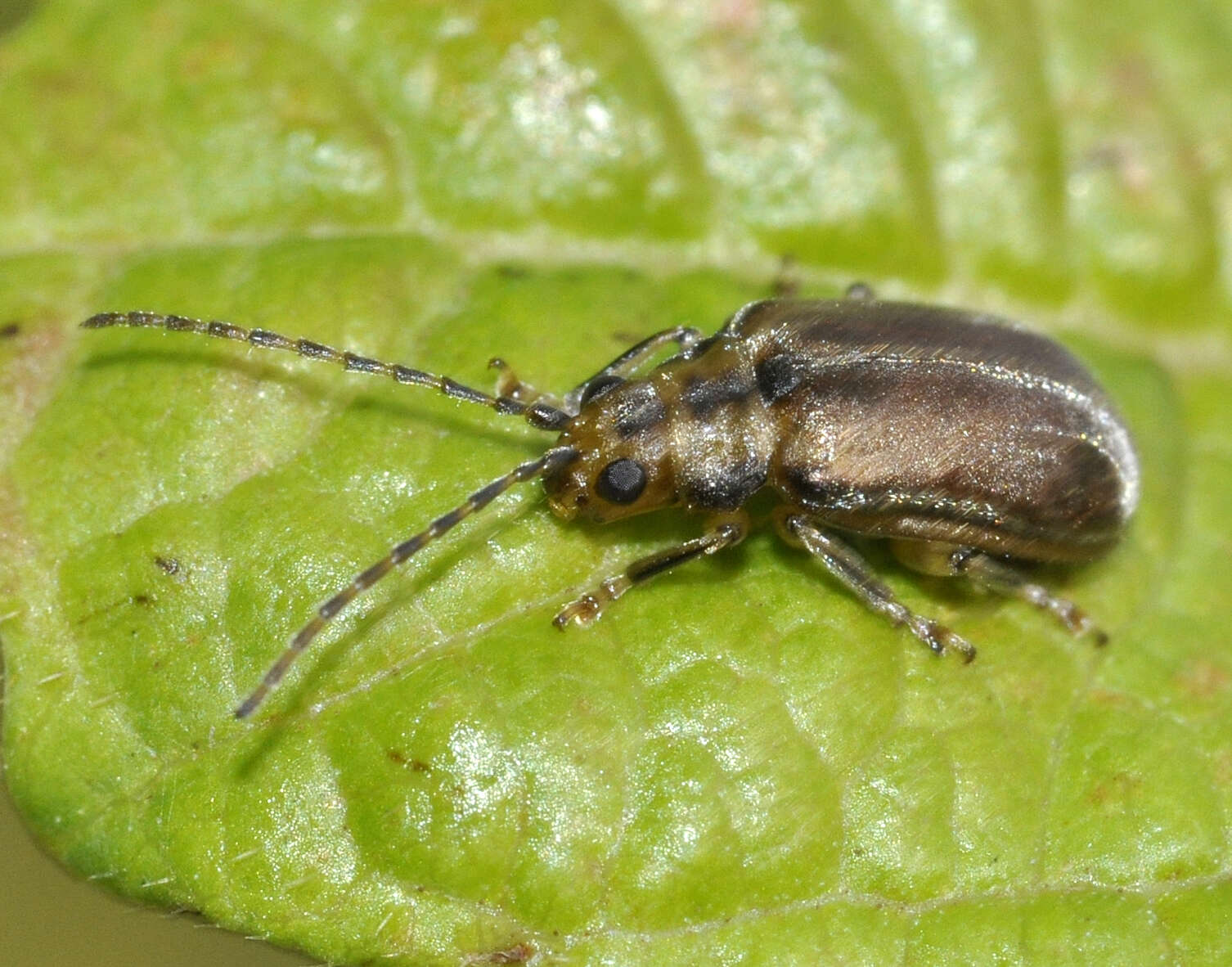 Image of Viburnum leaf beetle