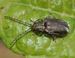 Image of Viburnum leaf beetle