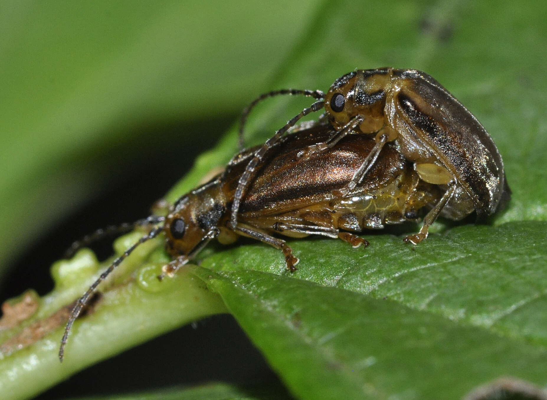 Image of Viburnum leaf beetle