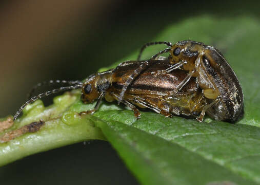 Image of Viburnum leaf beetle