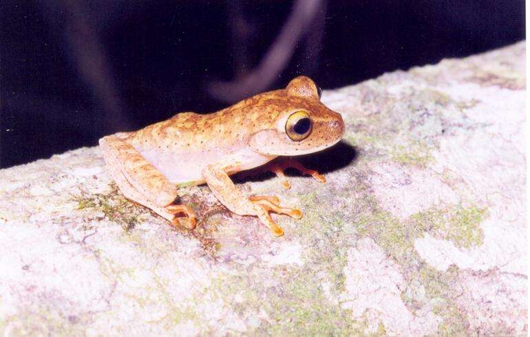 Image of Bokermannohyla circumdata (Cope 1871)