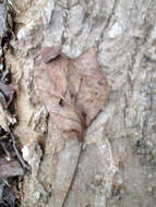 Image of Tulip Trees