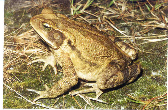 Image of Rhinella rubescens (Lutz 1925)