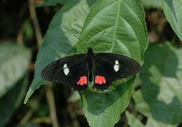 صورة Parides panares (Gray (1853))