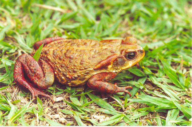 Image of Rhinella rubescens (Lutz 1925)