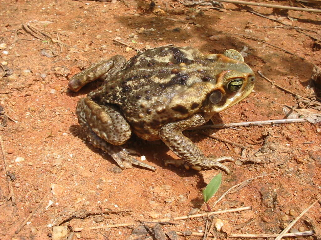 Image of Cururu Toad