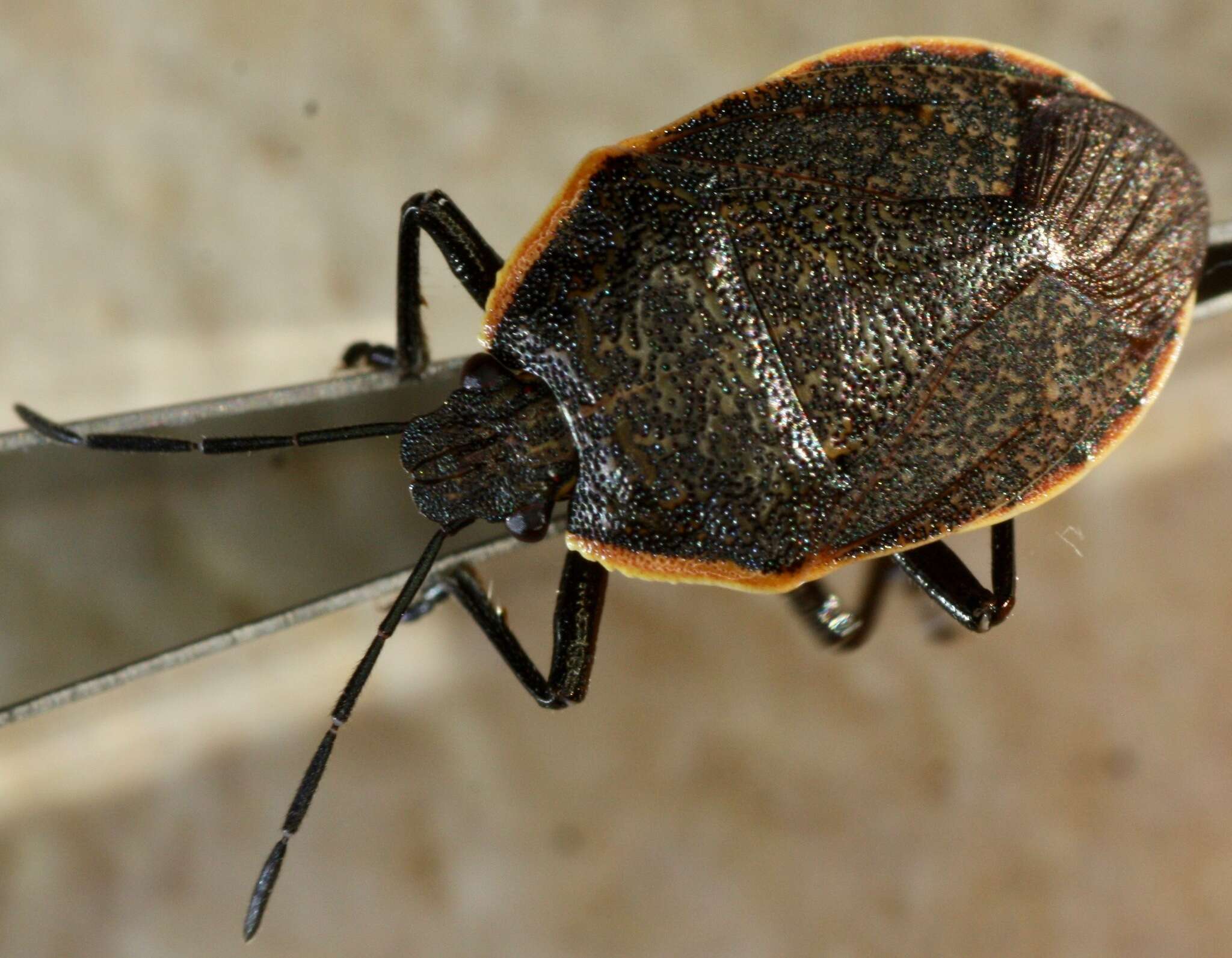 Image of Apateticus (Apateticus) marginiventris (Stål 1870)