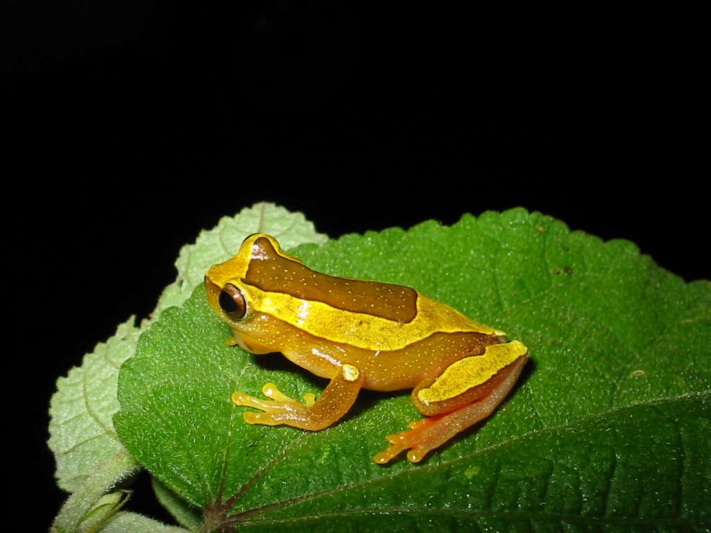 Image of Dendropsophus elegans (Wied-Neuwied 1824)