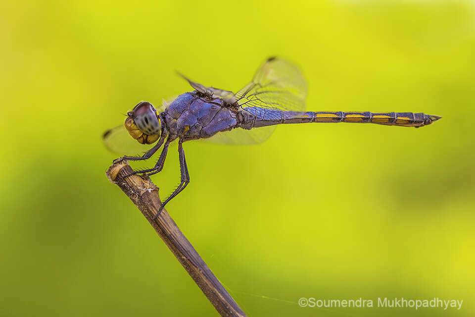 Image of Blue Chaser