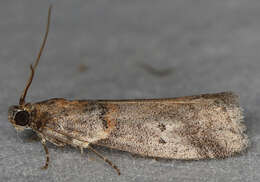 Acrobasis comptella Ragonot 1887 resmi