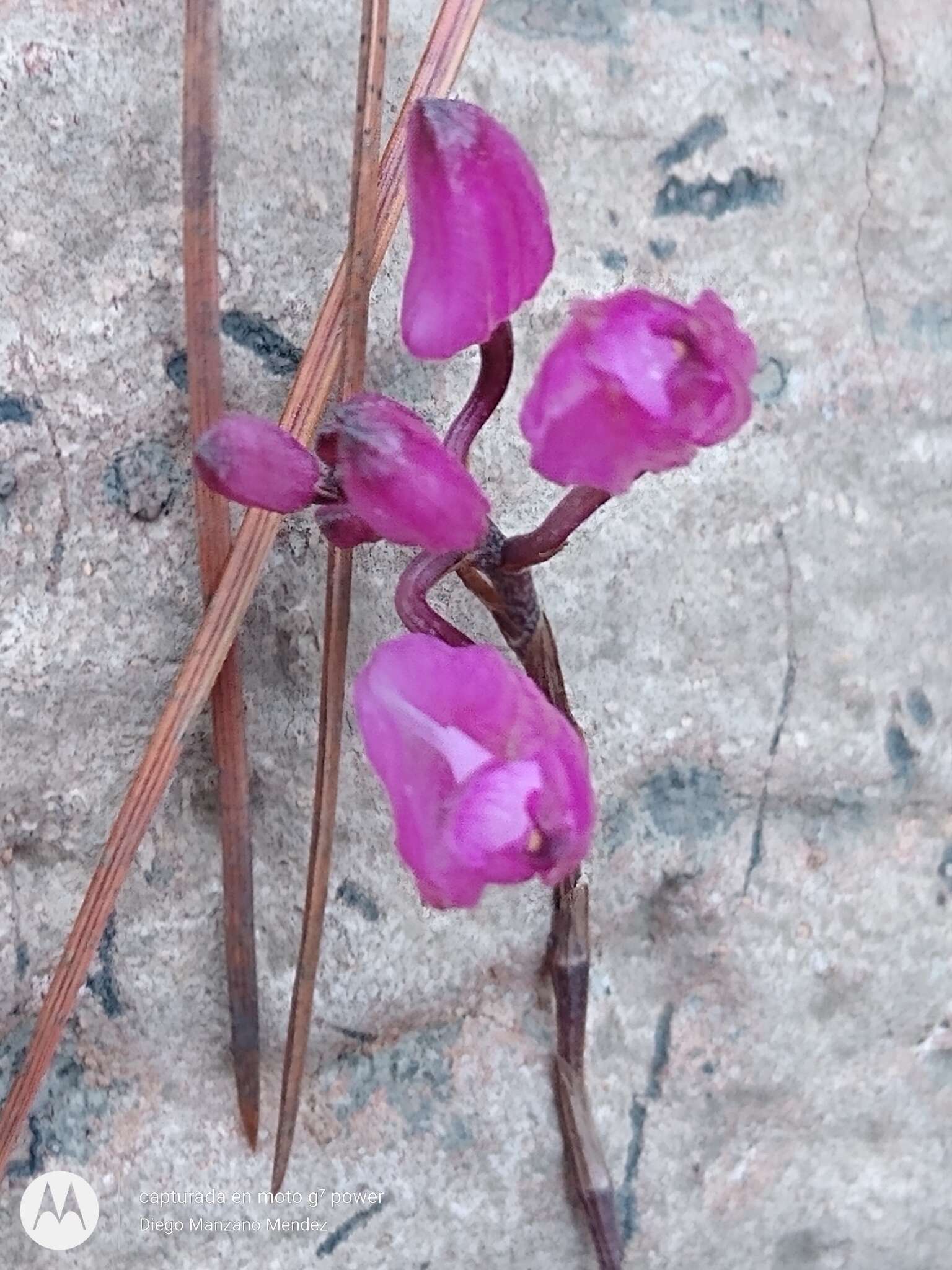 Image of Domingoa purpurea (Lindl.) Van den Berg & Soto Arenas