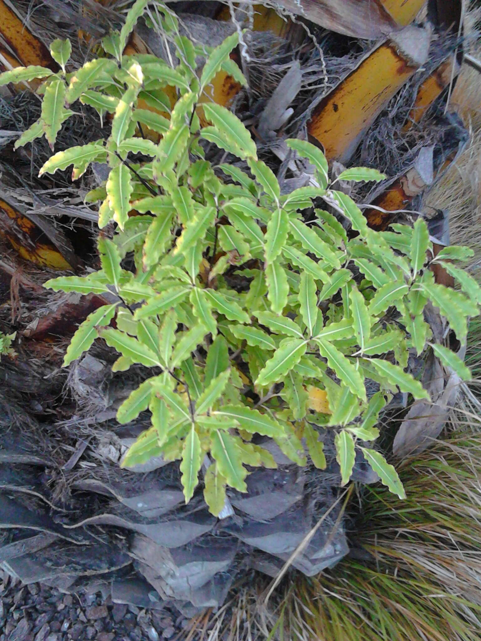 Image de Pittosporum eugenioides A. Cunn.