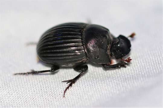 Image of Frigid Dung Beetle