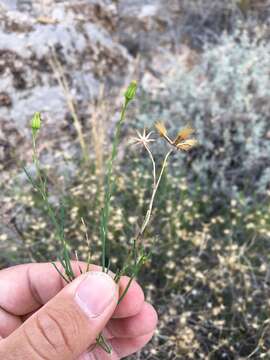 Imagem de Porophyllum scoparium A. Gray