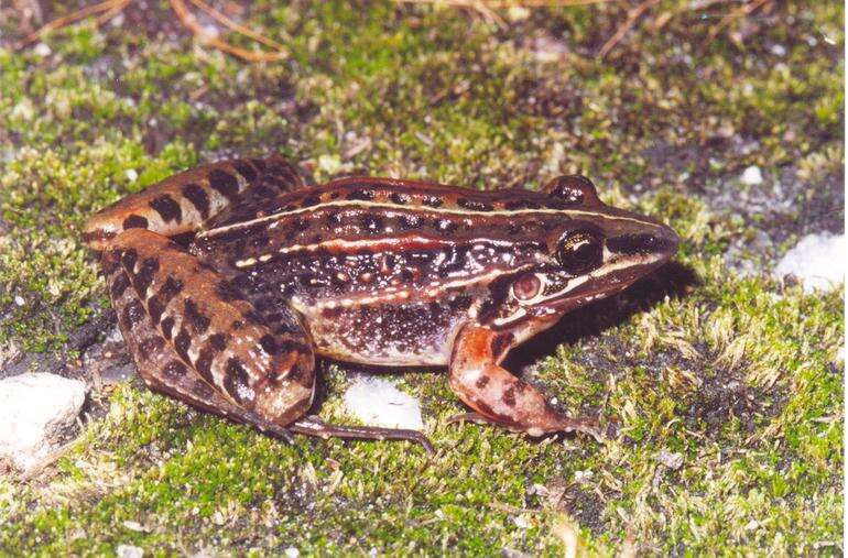 Image of Leptodactylus furnarius Sazima & Bokermann 1978