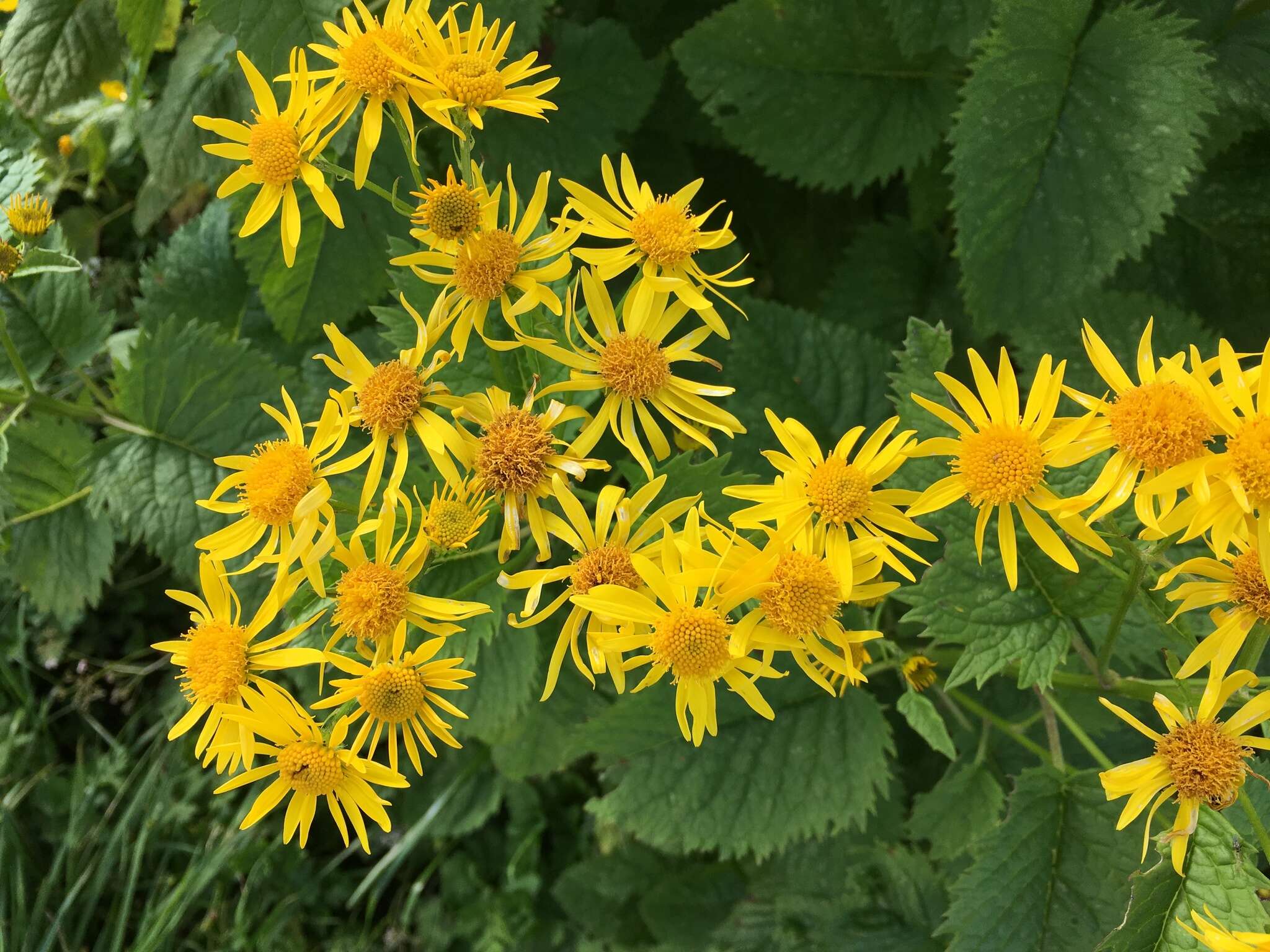 Plancia ëd Jacobaea alpina (L.) Moench