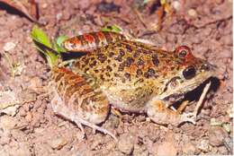 Image of rufous frog