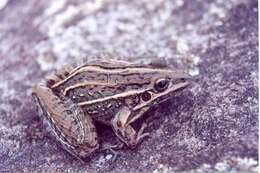 Image of Leptodactylus jolyi Sazima & Bokermann 1978