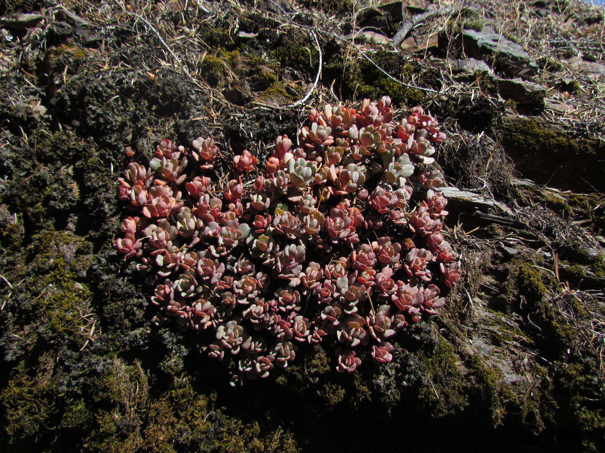 Image of Heckner's stonecrop