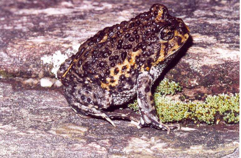 Image of American Ground Frog