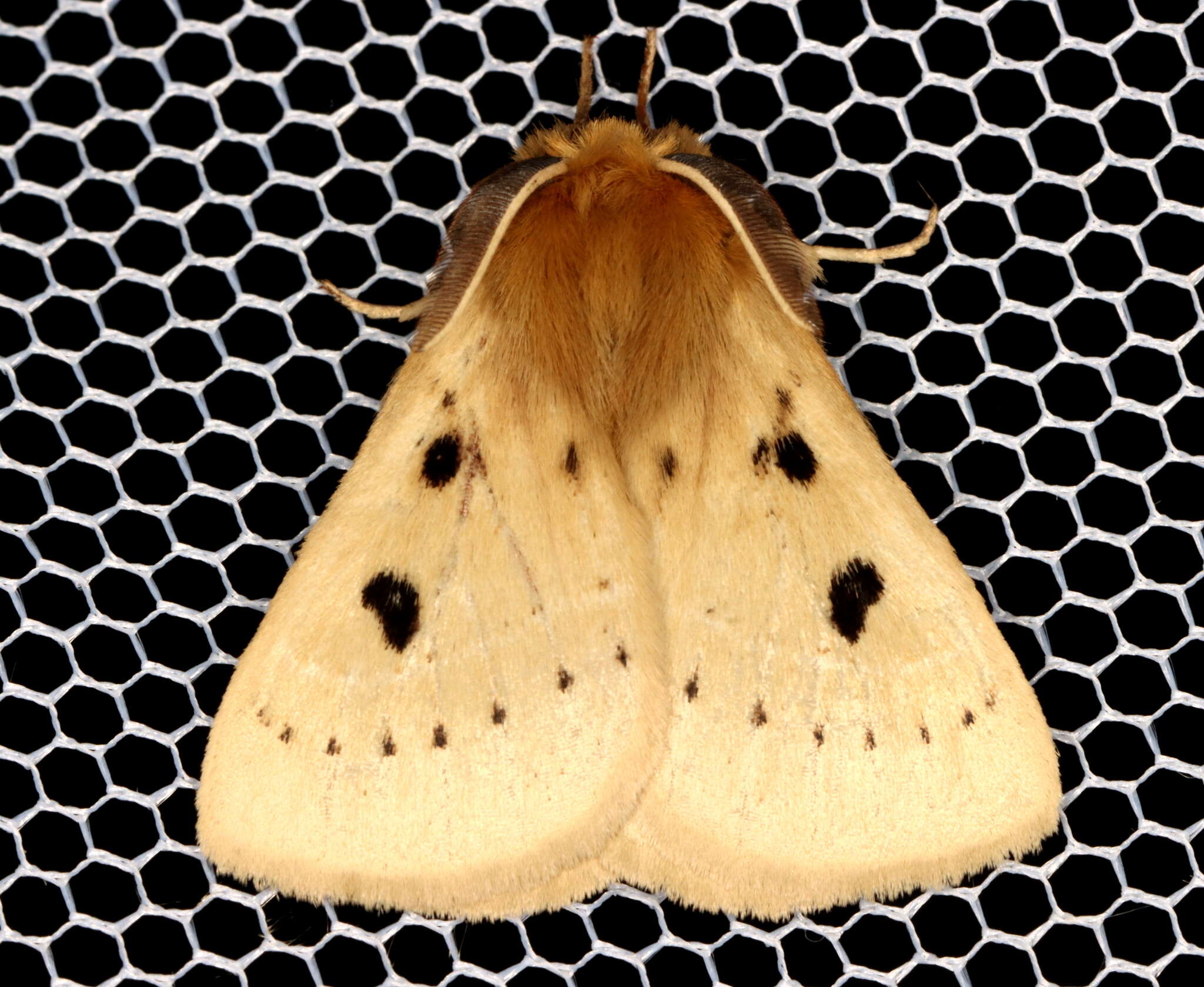 Image of Anthela ocellata (Walker 1855)