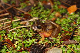 Image of Emilio's Ground Frog