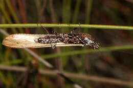 Oxypilus (Anoxypilus) capensis (Saussure 1871)的圖片