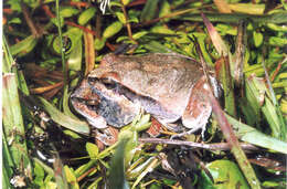 Image of Central Dwarf Frog; rãzinha